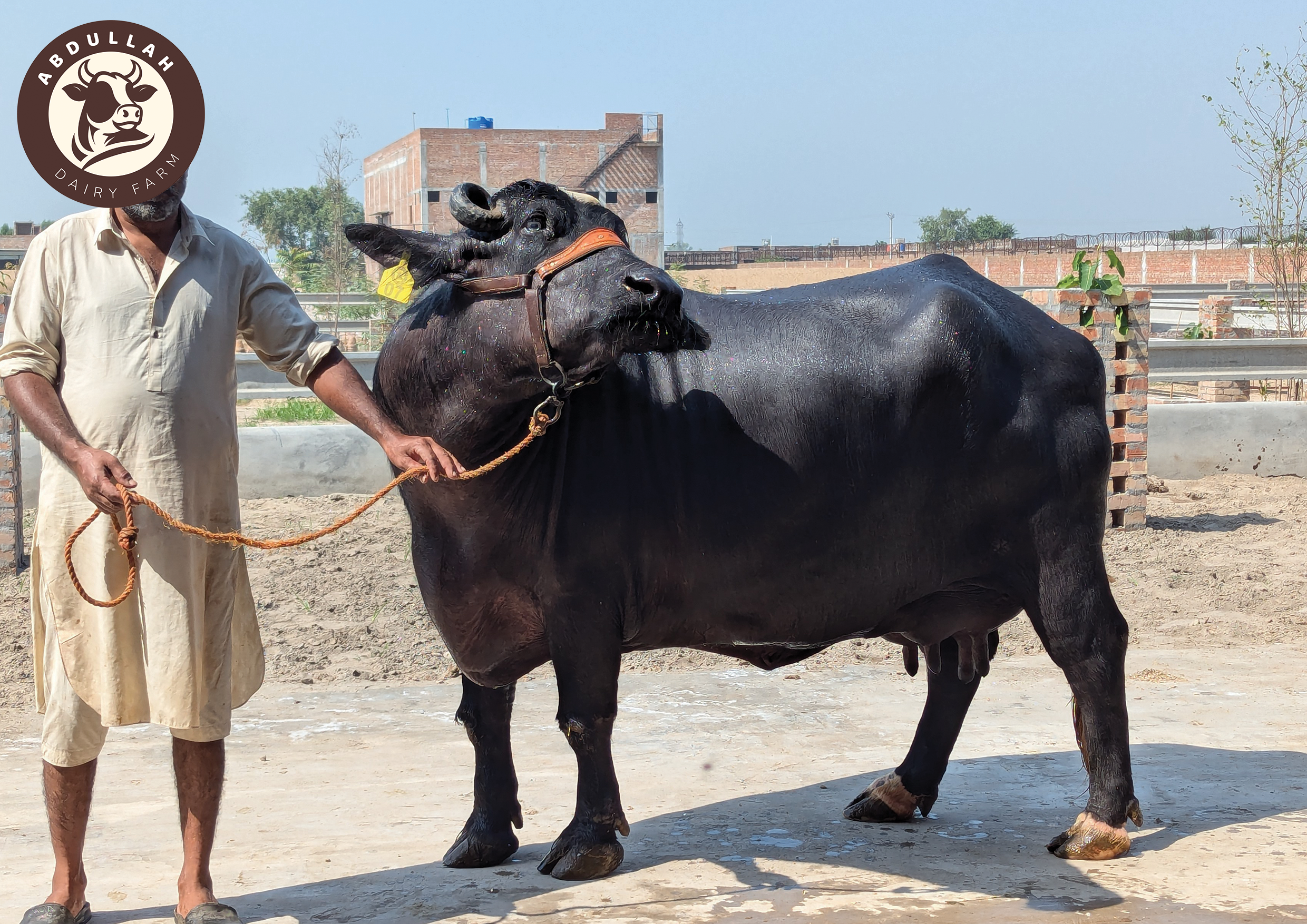 Buffalo at the farm