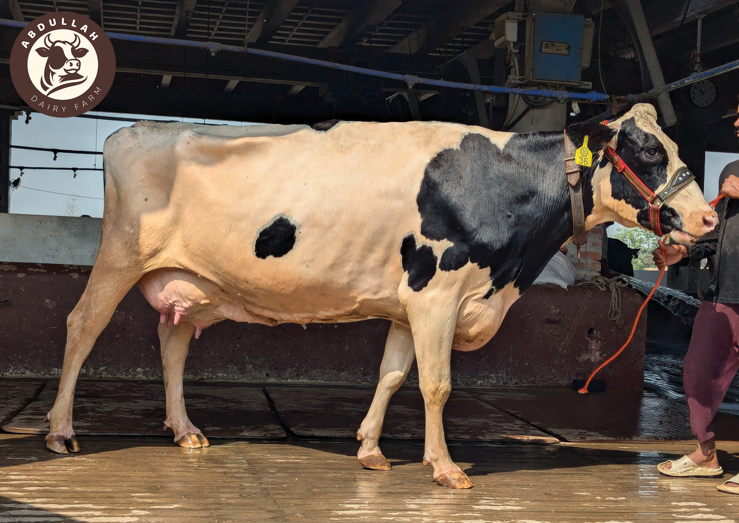 A cow at the farm