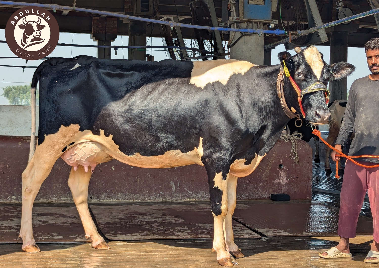 A prize cow at Abdullah Dairy Farm